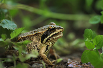 A golden frog sits on the ground in a traf