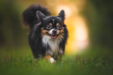 Chihuahua dog walking on green grass with bokeh background in the golden hour