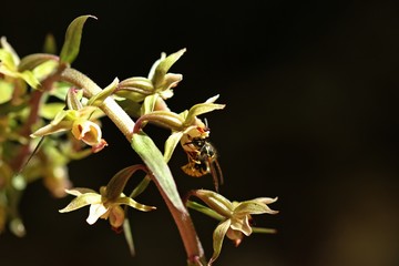 Bestäubende Wespe an Violetter Stendelwurz (Epipactis purpurata)
