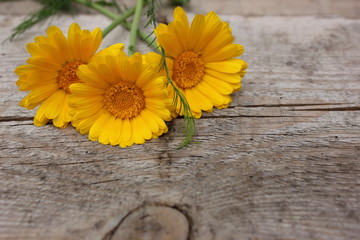  three yellow calendula officinalis flowers on a background of an old board on the top left