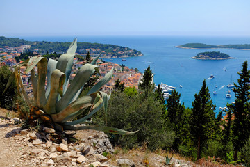 Hvar's harbor from the Spanish Fortress with an agave in the foreground. Hvar is one of the most...