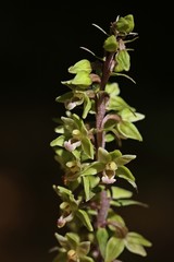 Makroaufnahme einer Violetten Stendelwurz (Epipactis purpurata)