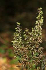 Violette Stendelwurz (Epipactis purpurata)