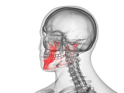 3d rendered medically accurate illustration of the jaw bone