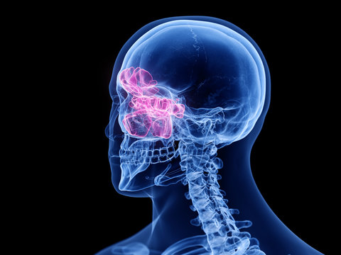 3d rendered medically accurate illustration of the sinuses