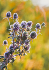 Prickly plant. Bush thorns. Thistle, milk thistle on a blurry background