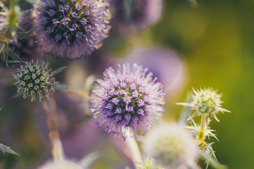 Prickly plant. Bush thorns. Thistle, milk thistle on a blurry background