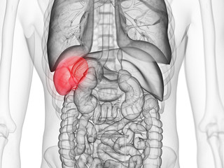 3d rendered medically accurate illustration of the spleen