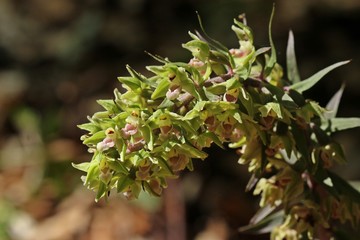 Violette Stendelwurz (Epipactis purpurata)