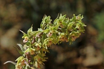 Violette Stendelwurz (Epipactis purpurata)