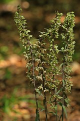 Violette Stendelwurz (Epipactis purpurata)