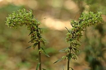 Violette Stendelwurz (Epipactis purpurata)