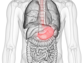 3d rendered medically accurate illustration of the stomach