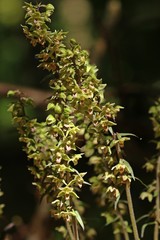 Violette Stendelwurz (Epipactis purpurata) mit bestäubender Wespe