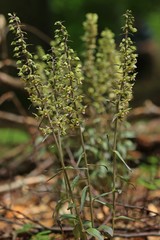 Violette Stendelwurz (Epipactis purpurata)