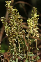 Violette Stendelwurz (Epipactis purpurata)