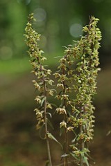 Violette Stendelwurz (Epipactis purpurata)