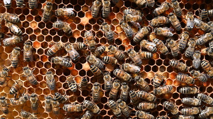 closeup of bees on honeycomb in apiary Honey bee selective focus