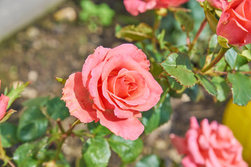 Beautiful pink roses blossom in the garden. Countryside backyard landscape.