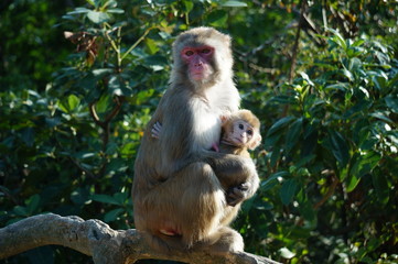 Monkey mother and child