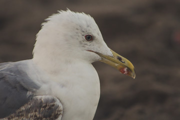 Photo of the details of a seagull looking towards sea