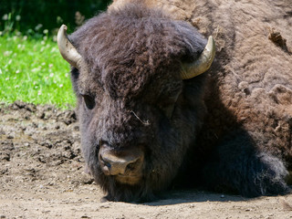 American bison (Bison bison) bull in tall grass short-grass prairie, Tyrol alps, Austria