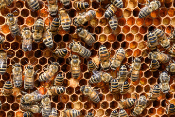 closeup of bees on honeycomb in apiary Honey bee selective focus