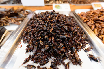 a lot of cricket fried on tray 