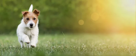 Fototapeten Aktiver glücklicher Haustierhundwelpe, der im Sommer im Gras läuft, Webbanner mit Kopierraum © Reddogs