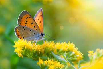 Obraz na płótnie Canvas Orange sunny butterfly sitting on yellow flowers in summer