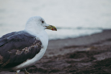 Photo of the details of a seagull looking towards sea