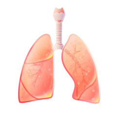 Vector isolated illustration of lung 