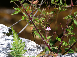 Wild steam in the Tyrol Alps mountains in Austria, at the ferleiten Park