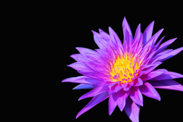 Purple lotus isolated