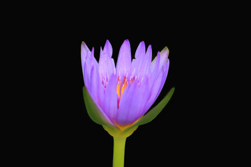 Fototapeta premium Purple lotus isolated