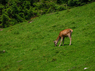 Naklejka na ściany i meble Wild deer in the Tyrol Alps mountains in Austria
