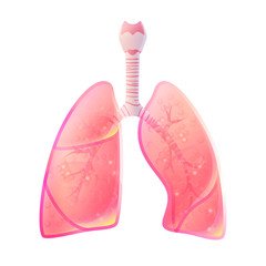 Vector isolated illustration of lung 