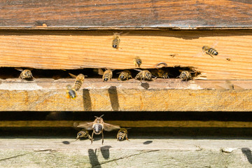 Bees at the entrance to their hive.