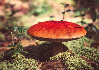 Big mushroom aspen forest in autumn. Forest mushroom picking season. Leccinum aurantiacum. Red-capped scaber stalk. Edible boletes. Mushrooms picking in the forest. A big beautiful mushroom with a red