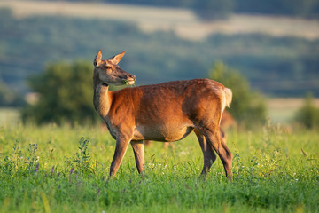 Red deer hind looking behind in tranquil atmosphere in springtime at sunset. Female wild animal standing on green grass with blurred background.