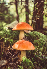 Two big mushrooms aspen forest in autumn. Forest mushrooms picking season. Leccinum aurantiacum. Red-capped scaber stalk. Edible boletes. Mushrooms picking in the forest. A big beautiful mushroom with
