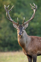 Naklejka na ściany i meble Close-up of red deer, cervus elaphus, stag head with antlers standing in autumn standing on a green meadow. Front view portrait of wild male mammal deer backlit at sunset.