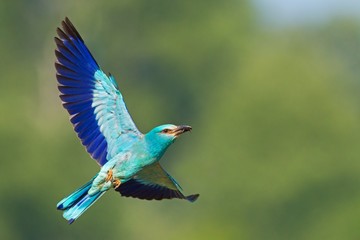 European roller, Coracias garrulus, flying with green background with selective focus. Colorful bird hovering in the summer from side view with spread wings with space for copy.