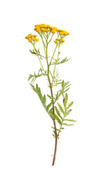 tansy isolated