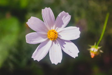 Close-up of pink cosmos flower with blur background. Soft abstract image of vivid cosmos flowers.