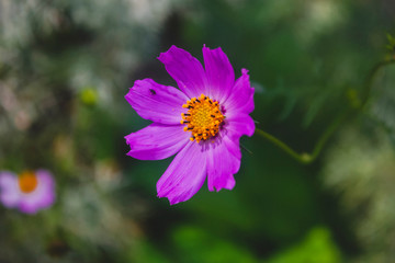 Fototapeta premium Close-up of pink cosmos flower with blur background. Soft abstract image of vivid cosmos flowers.
