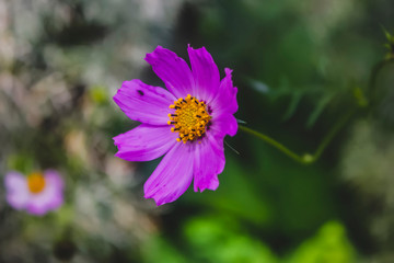 Fototapeta premium Close-up of pink cosmos flower with blur background. Soft abstract image of vivid cosmos flowers.