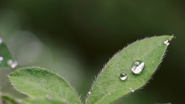 Drops of water on the leaf gently swaying - (4K)