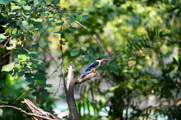 kingfisher on a branch