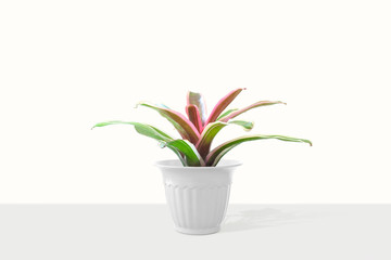 Bromeliad isolated on white background.